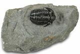 Detailed Gerastos Trilobite Fossil - Morocco #311241-3